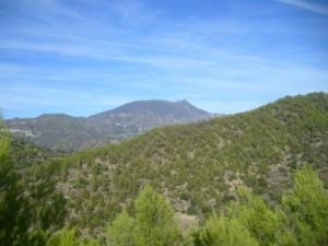 منظر خلاب من غابات بلدية  المروج  11