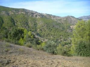 منظر خلاب من غابات بلدية  المروج  14