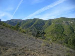 منظر خلاب من غابات بلدية  المروج  16