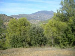 منظر خلاب من غابات بلدية  المروج  17