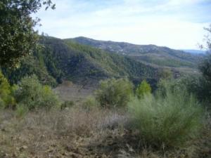 منظر خلاب من غابات بلدية  المروج  19