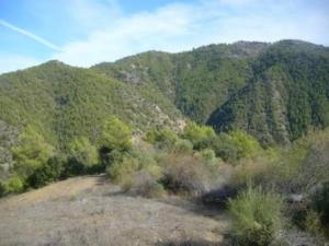 منظر خلاب من غابات بلدية  المروج  20