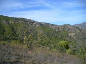 منظر خلاب من غابات بلدية  المروج  23