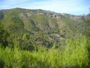 منظر خلاب من غابات بلدية  المروج  27