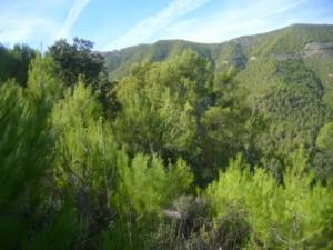 منظر خلاب من غابات بلدية  المروج  28