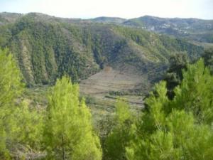 منظر خلاب من غابات بلدية  المروج  30