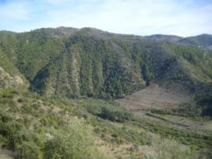 منظر خلاب من غابات بلدية  المروج  32