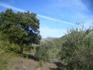 منظر خلاب من غابات بلدية  المروج  35