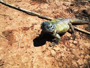 زواحف بلدية  تيوت