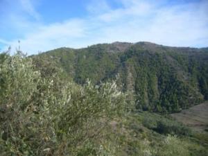 غابات بلدية  المروج