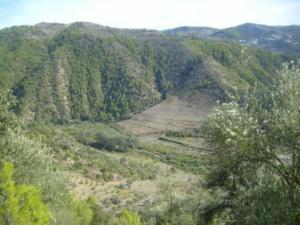 غابات بلدية  المروج  1