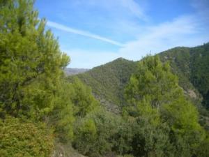 غابات بلدية  المروج  3