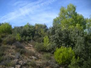 غابات بلدية  المروج  5