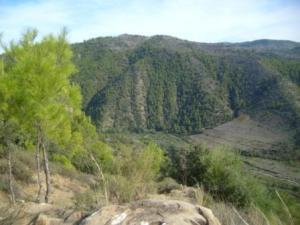 غابات بلدية  المروج  7