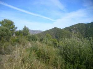 غابات بلدية  المروج  8