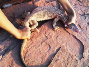 زواحف من منطقة 