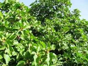 أشجار التين بضواحي بلدية 