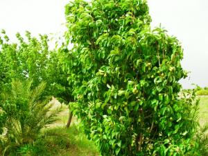 منظر من حديقة 