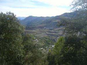 منظر خلاب من غابات بلدية 