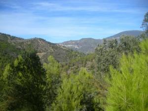 منظر خلاب من غابات بلدية 