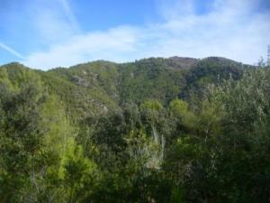 منظر خلاب من غابات بلدية 