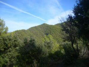 منظر خلاب من غابات بلدية 