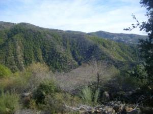 منظر خلاب من غابات بلدية 