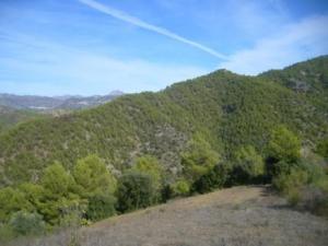 منظر خلاب من غابات بلدية 