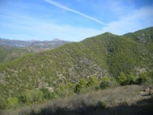 منظر خلاب من غابات بلدية 