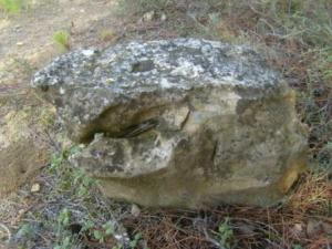 منظر خلاب من غابات بلدية 