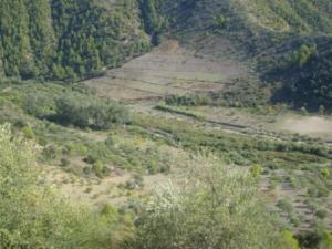 منظر خلاب من غابات بلدية 