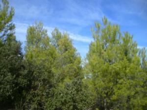 غابات بلدية 