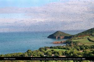 Doumia:vol d'étourneaux