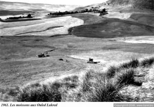 les moissons aux Sidi Hosni  en 1961