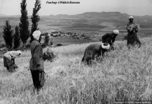 Fauchage a Sidi Hosni