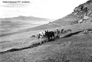 Les labours a Sidi Hosni  en 1957