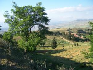 Mascouni Ben chicao médéa