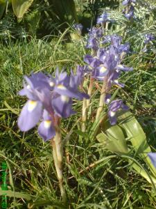 les fleures de Hamala