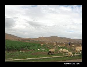 Champs à  Ain Bouyahia