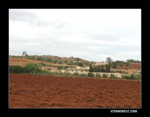 Champs à  Ain Bouyahia