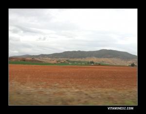 Champs à  Ain Bouyahia