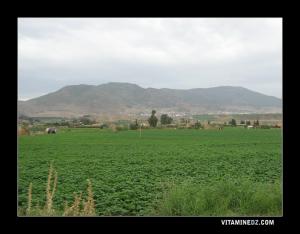 Mekhatria, culture de pomme de terre
