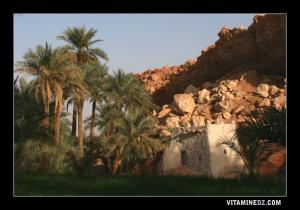 Marabout dans la palmeraie de Guentour