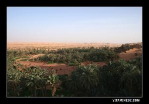 La palmeraie de Guentour