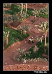 Agriculture traditionnelle dans la Palmeraie de Guentour