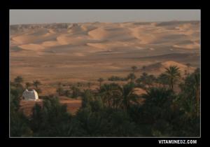 Sidi Abed dans la Palmeraie de Guentour