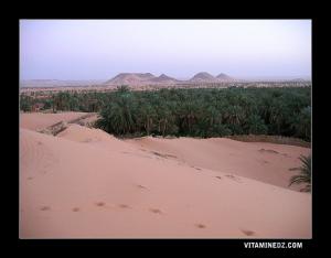 Palmerie de Ouled Said