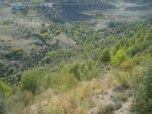 غابات بلدية  المروج  9