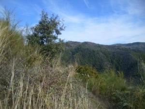 غابات بلدية  المروج  14