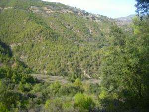 غابات بلدية  المروج  19